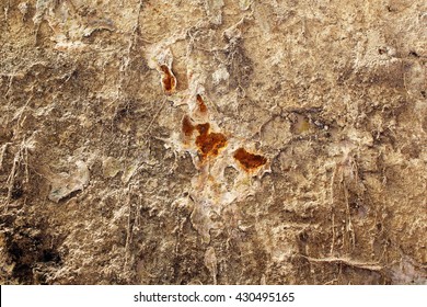 Serpula Lacrymans - Dry Rot On Old Wall