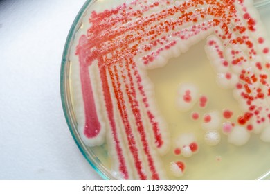 Serratia Marcescens Species Rodshaped Gramnegative Bacteria Stock Photo ...