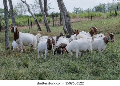 SERTING, MALAYSIA - JUNE 23, 2019. The boer goats were bred free range and kept in a clean cage goat at the Boden goat farm in Serting, Negeri Sembilan. 