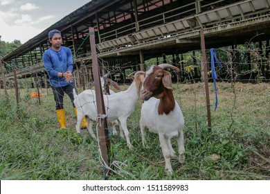 Goat Malaysia Stock Photos Images Photography Shutterstock