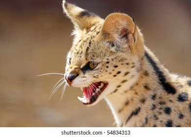 Serval, The African Cat