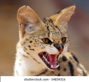 Serval, The African Cat