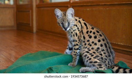 Serval Cat African Native Cat North Stock Photo 1934573687 | Shutterstock