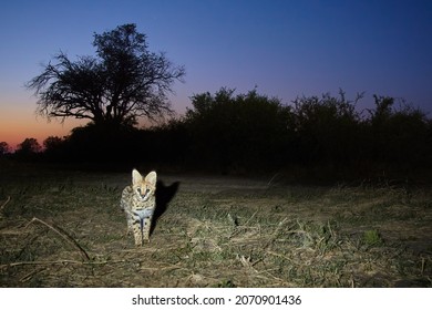 Serval Cat, A Feline African Beast, A Nocturnal Creature On The Hunt Just Before Dawn. Wild, Shy Animal, Direct View. Botswana, Khwai River Area. 