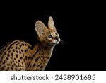 Serval cat isolated on Black Background in studio