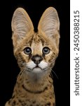 Serval cat isolated on black background in studio