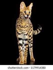 Serval Cat Isolated On Black Background Stock Photo 1179914380 ...