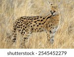 Serval cat standing in dry grass with alert expression