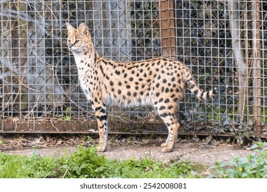 Serval at Howletts Zoo is a small African wild cat with distinctive markings and long legs. It's a solitary hunter and a great jumper - Powered by Shutterstock