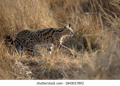 A Serval Hunting In Grass.