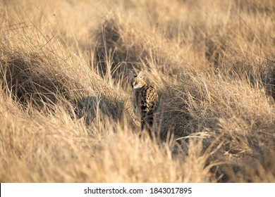 A Serval Hunting In Grass.