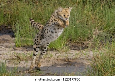 Serval leaping over stream - Shutterstock ID 1123197980