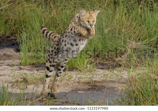 Serval leaping over\
stream