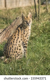 Serval (Leptailurus Serval) 