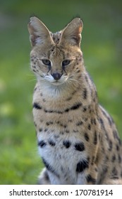 Serval,  Leptailurus Serval