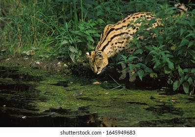 Serval, Leptailurus Serval, Adult Hunting   