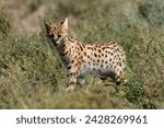 Serval (leptailurus serval), ndutu, ngorongoro conservation area, unesco world heritage site, tanzania, east africa, africa