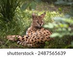 The serval (Leptailurus serval), wild cat lying in the grass in green. Small spotted African cat in the grass.