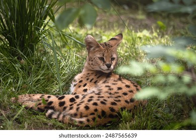 The serval (Leptailurus serval), wild cat lying in the grass in green. Small spotted African cat in the grass. - Powered by Shutterstock