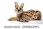 Serval - Leptailurus serval - is a wild cat native to Africa. It is widespread in sub Saharan countries, except rain forest regions. It has a small head, large ears, a yellow to buff coat with spots