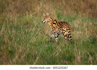 Serval - Leptailurus Serval Wild Cat Native To Africa, Rare In North Africa And The Sahel, Widespread In Sub-Saharan Countries, Orange Slender Body With Black Spots And Flecks In The Savanna Grass.