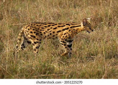 Serval - Leptailurus Serval Wild Cat Native To Africa, Rare In North Africa And The Sahel, Widespread In Sub-Saharan Countries, Orange Slender Body With Black Spots And Flecks In The Savanna Grass.