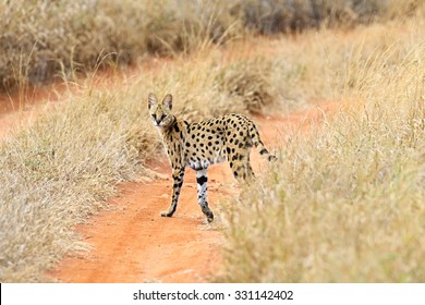 Serval Natsionalnm In Tsavo Park In Kenya 