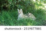 Serval resting on the grass at Tenikwa Wildlife Rehabilitation and Awareness Centre