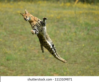 serval jumping for bird