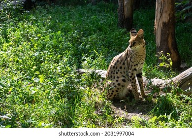 Serval Spotted African Wild Cat