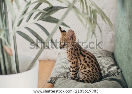 Serval wild cat at home interior. African spotted kitten. Yellow golden fur with black dot and big fluffy ears. Cute savannah cat. Funny adorable pets at cozy home. Postcard concept.