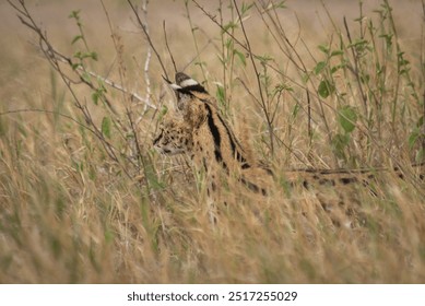 Serval Wild Cat in the Serengeti - Powered by Shutterstock