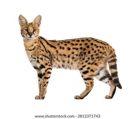 Serval Wild Cat Standing Side View Full Body Isolated On White Background (2)