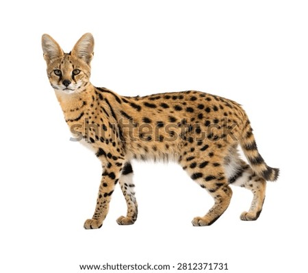 Serval Wild Cat Walking Side View Full Body Isolated On White Background (2)