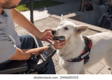 Service dog, beautiful Swiss Shepherd trained to perform everyday tasks for his owner with disability, retrieve dropped mobile phone. - Powered by Shutterstock