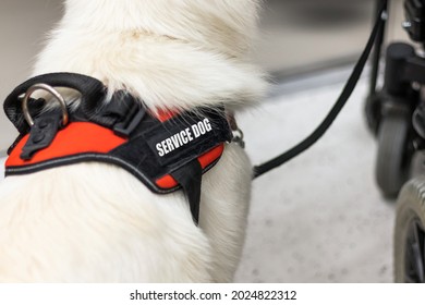 Service Dog Giving Assistance To Disabled Person On Wheelchair.