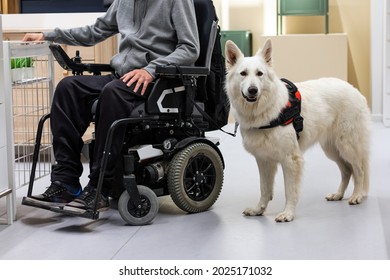 Service Dog Giving Assistance To Disabled Person On Wheelchair.