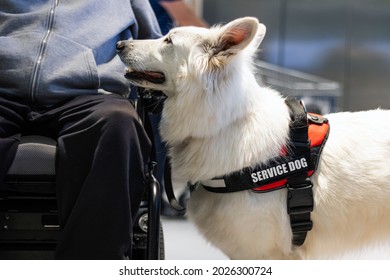 Service Dog Giving Assistance To Disabled Person On Wheelchair.