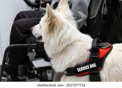 Service Dog Giving Assistance To Disabled Person On Wheelchair.