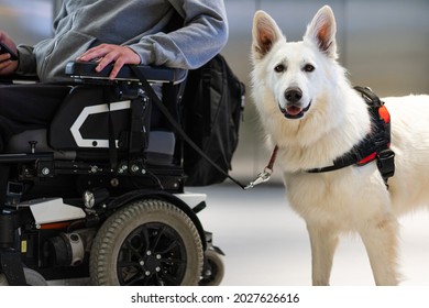 Service Dog Giving Assistance To Disabled Person On Wheelchair.