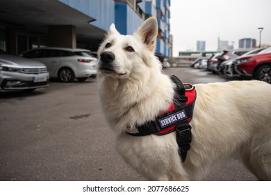 Service Dog Giving Assistance To Person With Disability Using A Wheelchair.