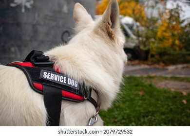 Service Dog Giving Assistance To Person With Disability Using A Wheelchair.