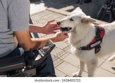 Service dog helping man in a wheelchair to pick up dropped mobile phone from the ground. Mobility assistance dogs concept. - Powered by Shutterstock