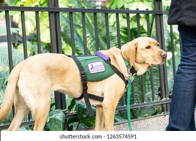 Service Dog Waits Patiently For Owner, Kennett Square, Pennsylvania, United States, December 18, 2018 