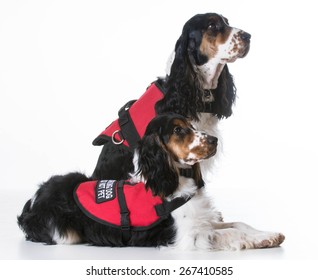 Service Dogs - Two English Cocker Spaniels Wearing Vests On White Background