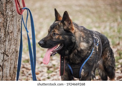 Service German Shepherd Of Zonal Gray Color In Protection Classes In Harness And Collar. Charming Adult Male Shepherd Dog Close Up Portrait.