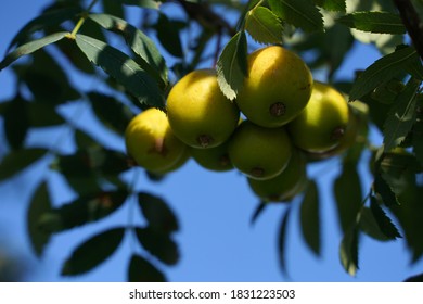 Wild Service Tree High Res Stock Images Shutterstock