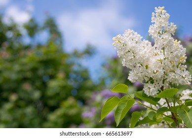 Serviceberry Tree Blossom At Summer