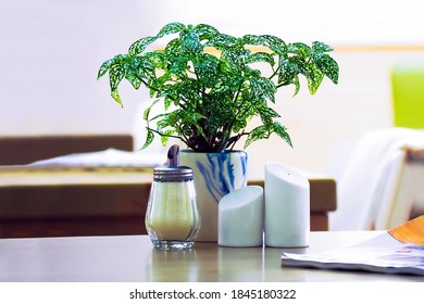 Serving. Table setting, laying, table appointments: white ceramic salt cellar and pepper, glass sugar bowl, green plant in a pot on the table