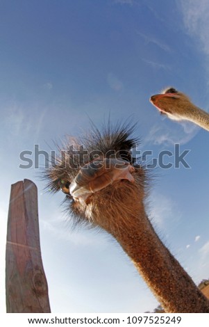 Image, Stock Photo Marlene likes carrots